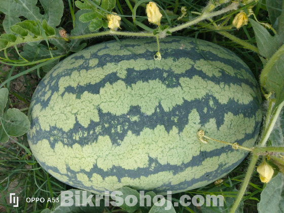 তরমুজ  [Watermelon ]